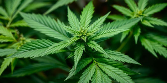 Nahaufnahme einer Cannabispflanze mit grünen Blättern.