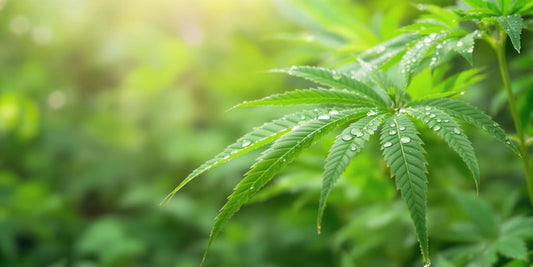 Grüne CBD-Hanfblätter mit Wassertropfen auf einem sanften Hintergrund.